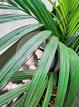 Palm plant leaf closeup