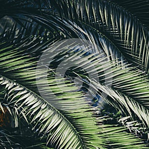 Palm plant leaf ecology