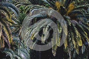 Palm plant leaf ecology