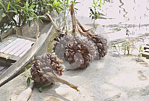 The palm plant. It is located in the subfamily Nypoideae, which has a single genus. The only mangrove species in the mangrove