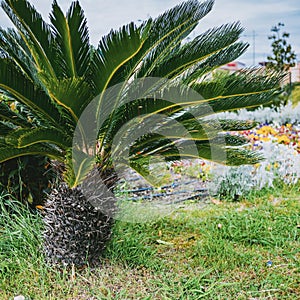 Palm plant natural ecology