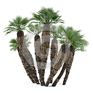 Palm plant tree isolated. Chamaerops humilis photo