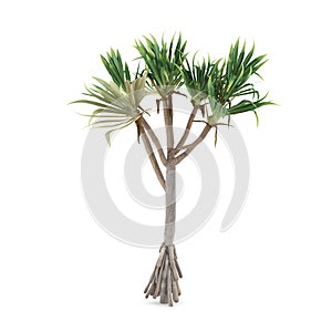 Palm plant tree isolated. Pandanus utilis