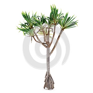 Palm plant tree isolated. Pandanus utilis