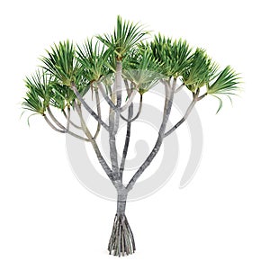 Palm plant tree isolated. Pandanus utilis