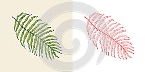 Palm plant. Tropical or exotic leaves and leaf. Vintage fern. Engraved flowers. Hand drawn. Botanical background.