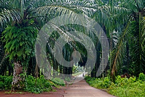 Palmera plantación 