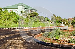 Palm Plants Introduced In Median Plant Box