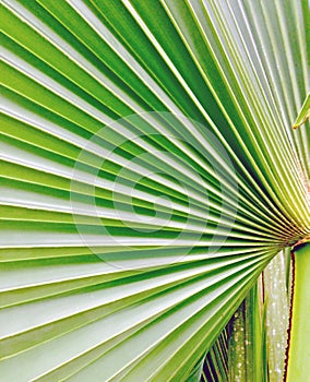 Palm pleat leaf one side photo