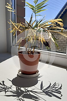 A palm in a pot loses dead yellow leaves.