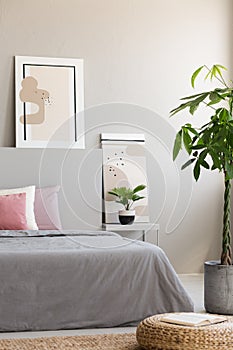 Palm and pouf next to bed in minimal grey and pink bedroom inter