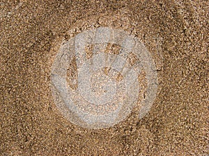 Palm print on wet beach sand.