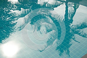 Palm Reflex In A Pool