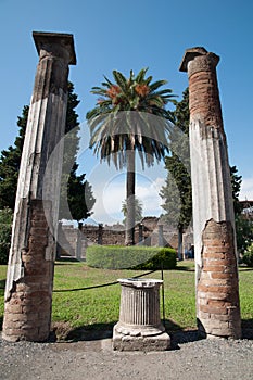 Palm and Remains of columns at the house of the faun in Pompeii