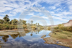 Palm and river with cloudy blue sky.