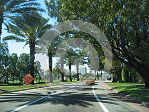 Palm road