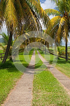 Palm road on the banana plantation, Guadeloupe