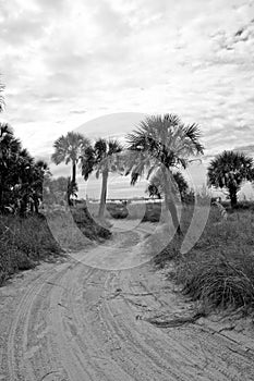 Palmera carreteras en blanco y negro 