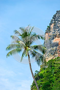 Palm and rock against the blue sky