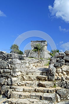 Palm in the Ruins