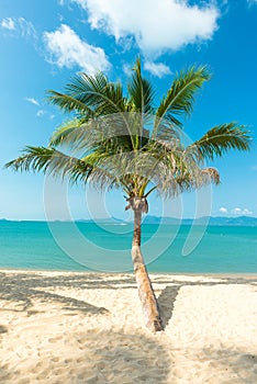 Palm at sand beach of Samui island