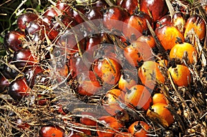 Palm Seed Cluster Fruit Plat