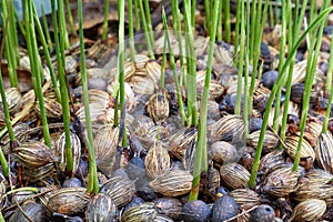 Palm seedlings