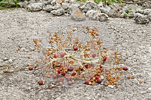 Palm Seeds On Concrete Background