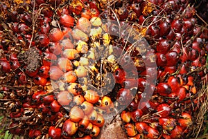 Palmera semillas en 