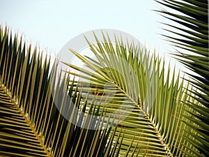 Palm