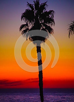 Shilouette of palm tree against the last light of sunset photo
