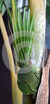 Palm shoots abnormality growth photo
