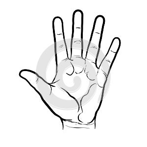 Palm side of hand, detailed version