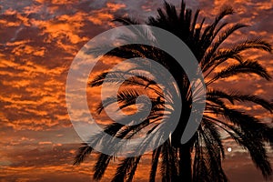 Palm silhouetted in sunset