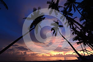 Palm silhouettes at dusk. White beach. Boracay Island. Western Visayas. Philippines