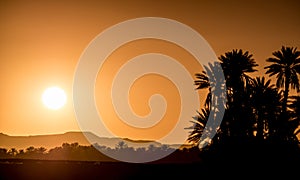 Palm Silhouettes over sunset in the desert.