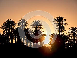 Palm Silhouettes over sunset in the desert.