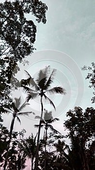 Palm Sillouette in Blue and Pink Sky photo