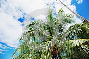 Palm at sky