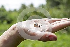 On the palm a small snail is crawling with beautiful horns and an orange shell house against a green forest and sky on a sunny day