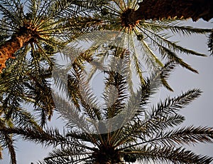 Palms (Arecaceae) will you find in dry areas photo