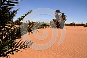 Palms (Arecacea) can also wake up in the shara photo