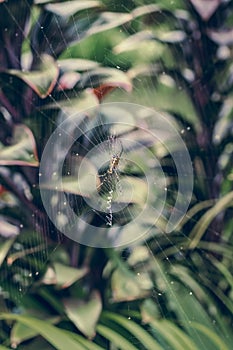 A palm spider and its web. Bali island.