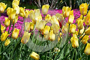 Palm Spring Tulips at Windmill Island Tulip Garden