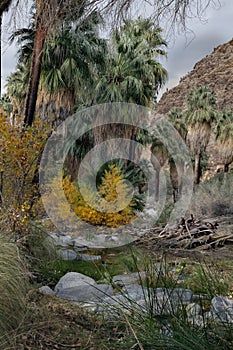 Palm Springs Tahquitz Canyon Oasis in Winter