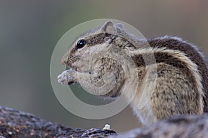 Palm Squirrel or Rodent or also known as the chipmunk sitting firmly on the Rock