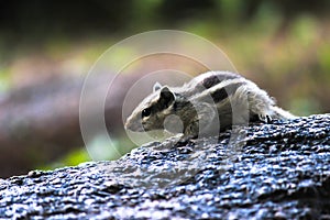 Palm Squirrel or Rodent or also known as the chipmunk sitting on the Rock