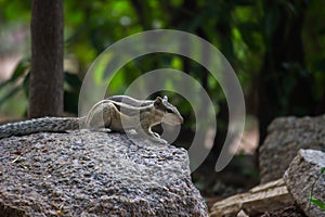 Palm Squirrel or Rodent or also known as the chipmunk standing firmly on the rock