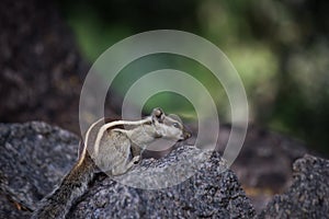 Palm Squirrel or Rodent or also known as the chipmunk standing firmly on the tree trunk