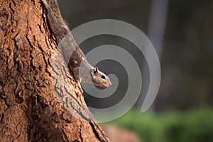 Palm Squirrel or Rodent or also known as the chipmunk standing firmly on the tree trunk